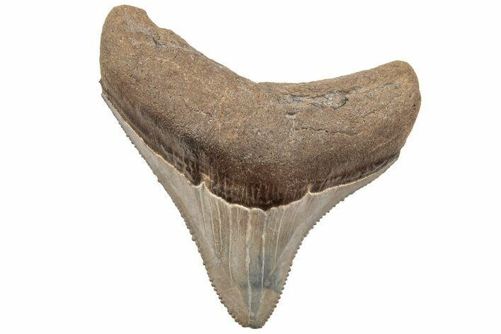 Serrated, Juvenile Megalodon Tooth - South Carolina #203170